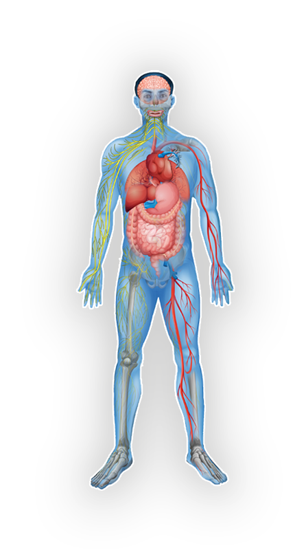 humen body