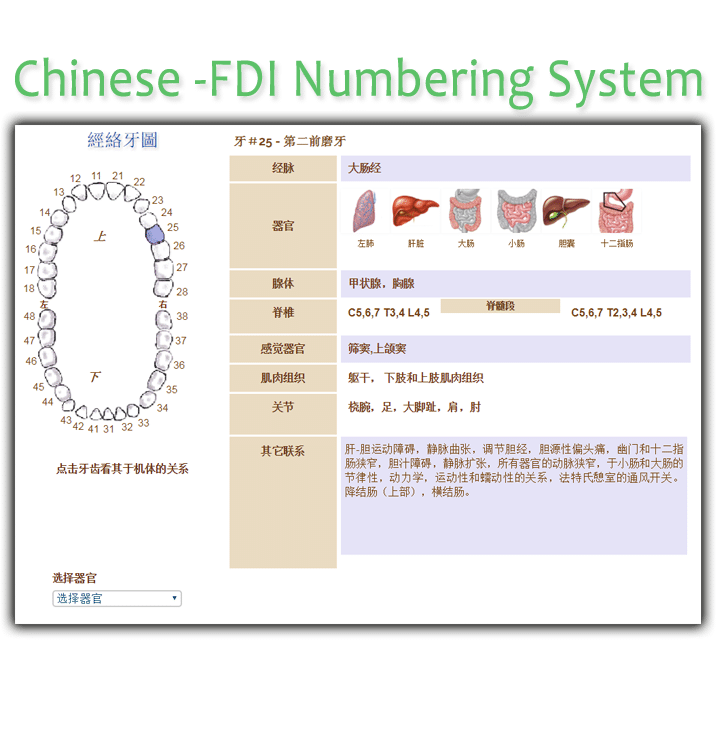 Chinese FDI Meridian Tooth Chart