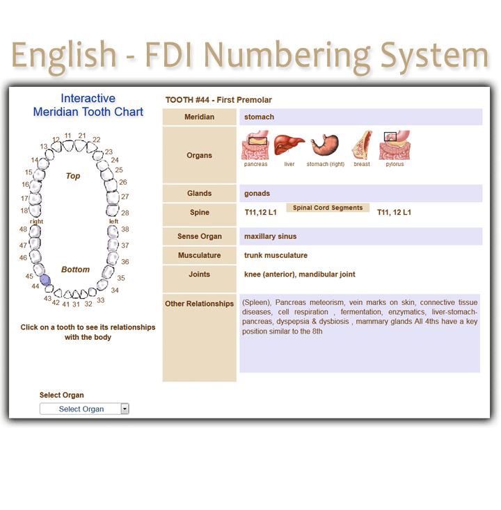 Order English FDI Meridian Tooth Chart