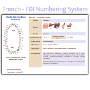 Fdi Tooth Chart