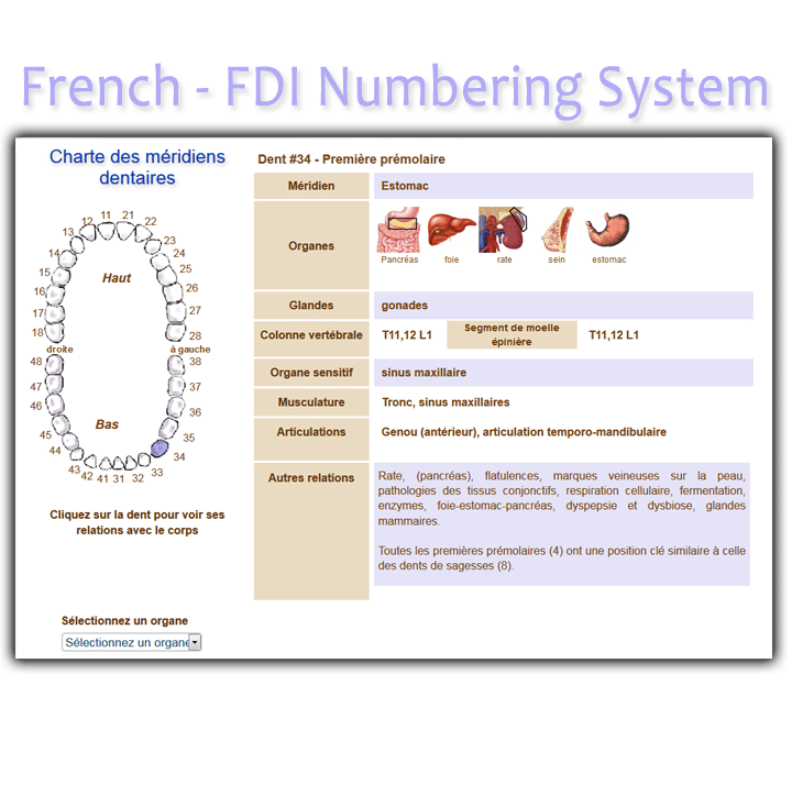 Order French FDI Meridian Tooth Chart