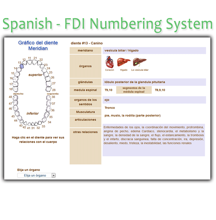 Order Spanish FDI Meridian Tooth Chart