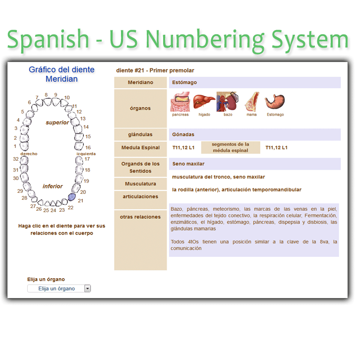 Order Spanish US Meridian Tooth Chart